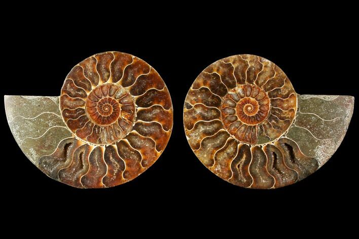 Agatized Ammonite Fossil - Madagascar #114854